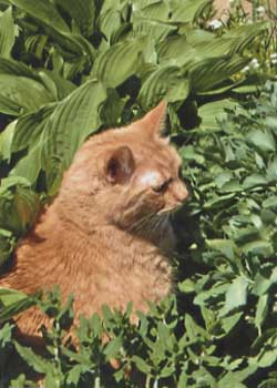 "The Hosta Cat" by Joanne Murphy-Herwig, Oshkosh WI - Photography - SOLD